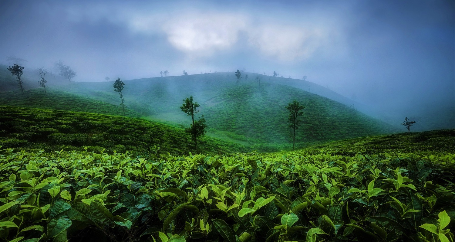 Tree Commodities (Pvt) Ltd About Image